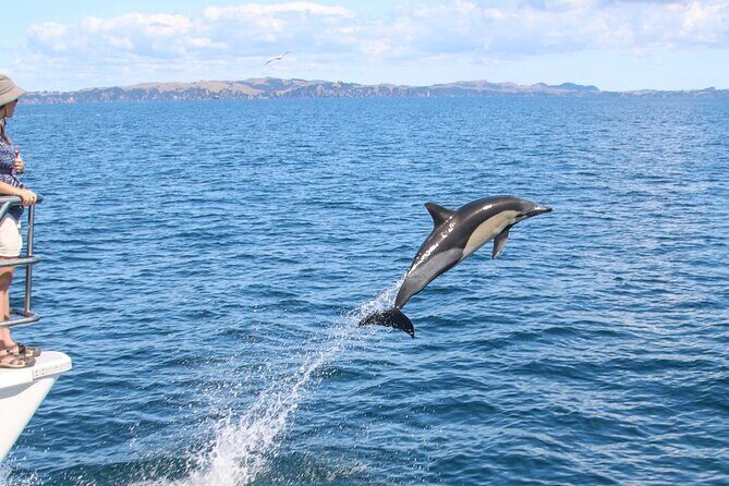 Auckland Dolphin and Whale Watching Eco-Safari Cruise - The Sum Up: Is This Tour Right for You?