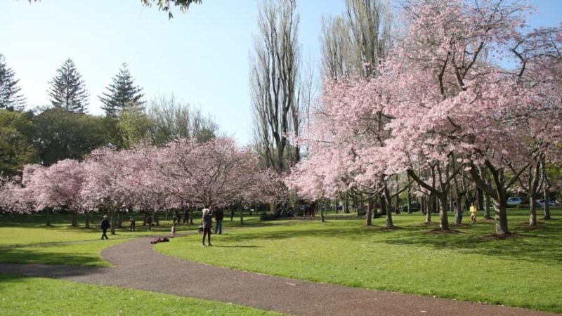 Auckland: Full-Day City Tour - What Travelers Say