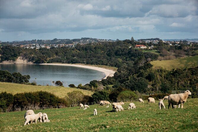 Auckland Hidden gem Tour - Key Points