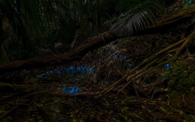 Auckland: Inner-City Glowworm Experience in Ancient Volcano - Key Points