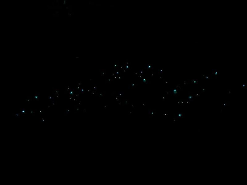 Auckland: Inner-City Glowworm Experience in Ancient Volcano - An In-Depth Look at the Glowworm Experience