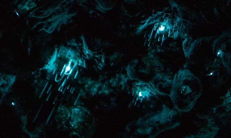 Auckland: Inner-City Glowworm Experience in Ancient Volcano - The Sum Up