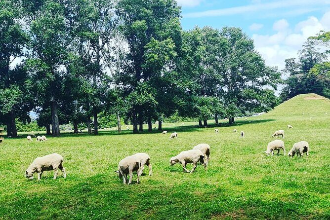 Auckland Nature Tour - The Sum Up