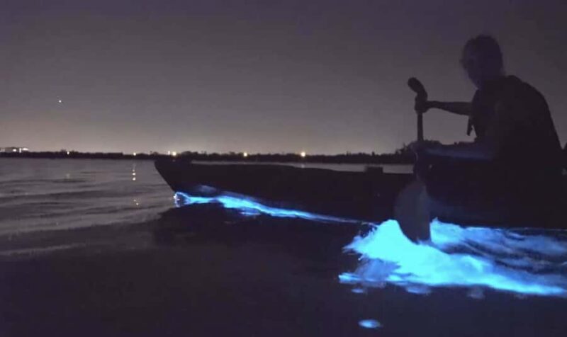 Auckland: Night Kayak Tour in Glowing Bioluminescent Waters - Key Points