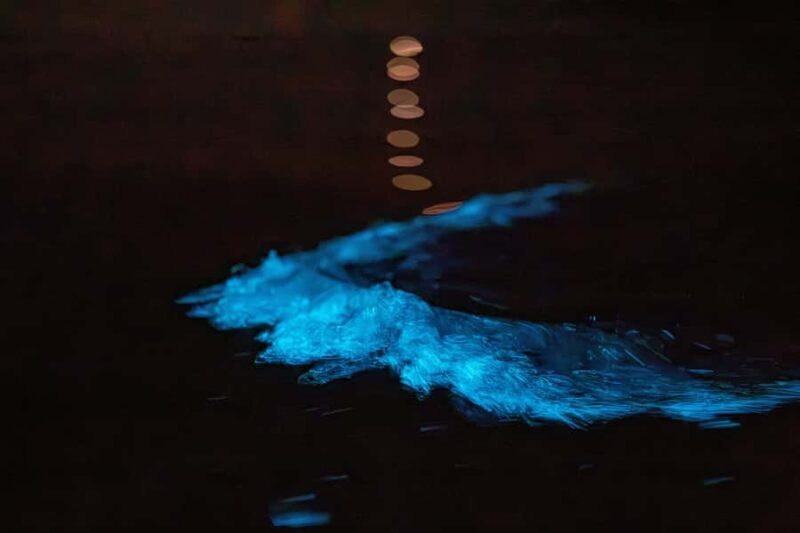 Auckland: Night Kayak Tour in Glowing Bioluminescent Waters - What Makes This Tour Special?