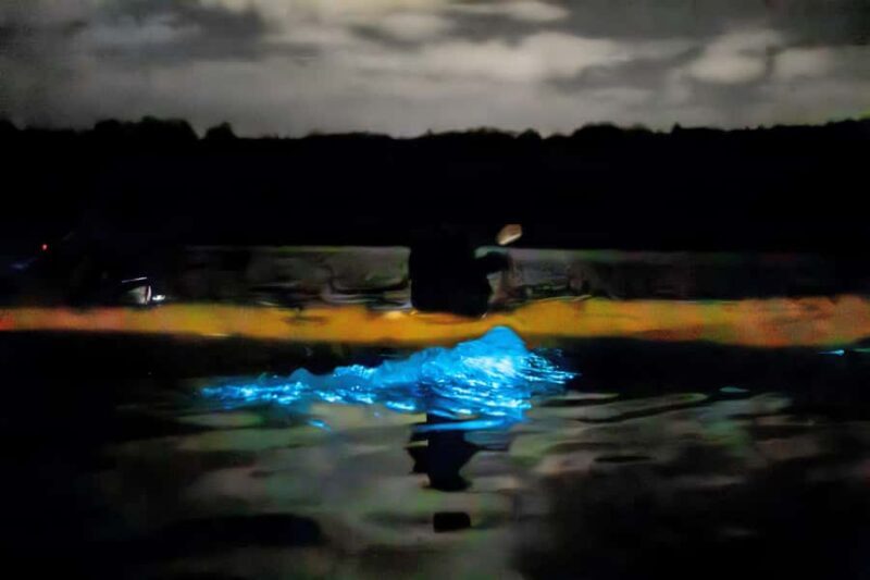 Auckland: Night Kayak Tour in Glowing Bioluminescent Waters - Who Will Enjoy This Tour?