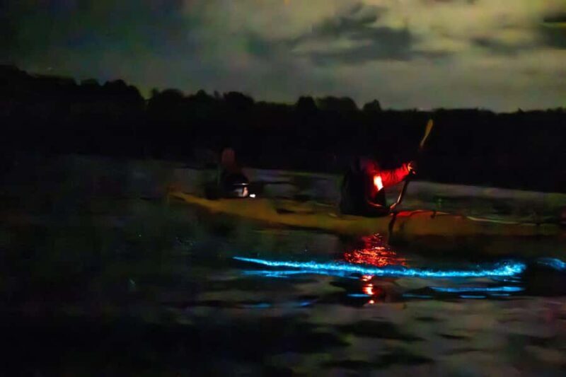 Auckland: Night Kayak Tour in Glowing Bioluminescent Waters - The Sum Up