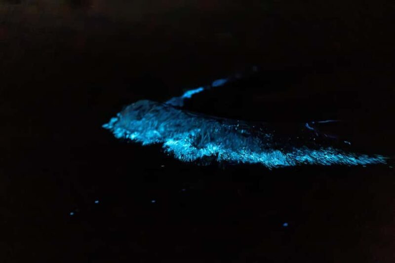 Auckland: Night Kayak Tour in Glowing Bioluminescent Waters - FAQ
