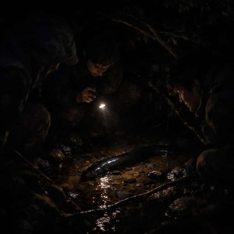 Auckland: Piha Native Bat Discovery Walking Tour - Authentic Nighttime Nature—What You Should Know