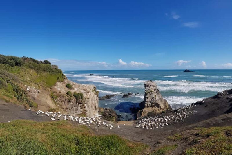 Auckland: Private Muriwai Gannets Experience - Key Points