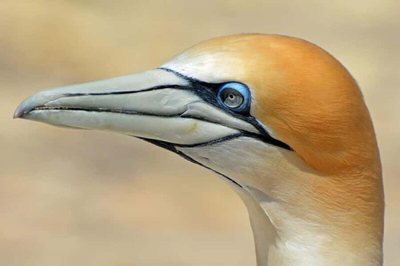 Auckland: Private Muriwai Gannets Experience - Introduction: An Authentic West Coast Wildlife Experience