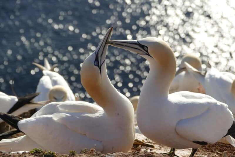 Auckland: Private Muriwai Gannets Experience - What to Expect: Experience Details