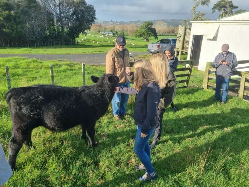 Auckland: Private Sheep & Beef Working Farm Tour - What Makes This Farm Tour Special?