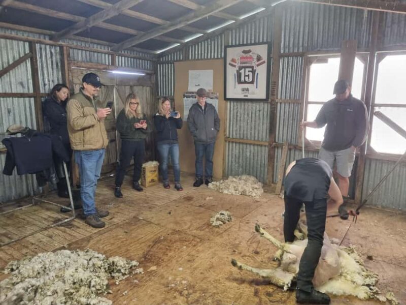 Auckland: Private Sheep & Beef Working Farm Tour - The Experience from Travelers’ Perspectives