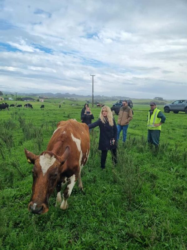 Auckland: Private Sheep & Beef Working Farm Tour - Practical Details and Tips