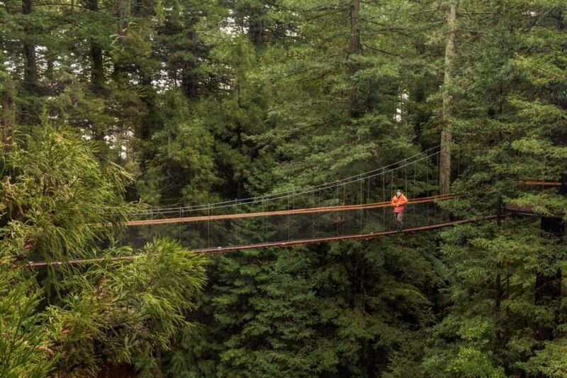 Auckland: Rotorua Highlights inc Te Puia Tour & Redwoods - Key Points