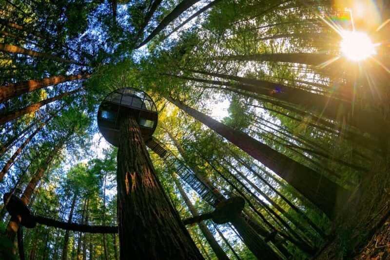 Auckland: Rotorua Highlights inc Te Puia Tour & Redwoods - The Itinerary in Detail: What to Expect