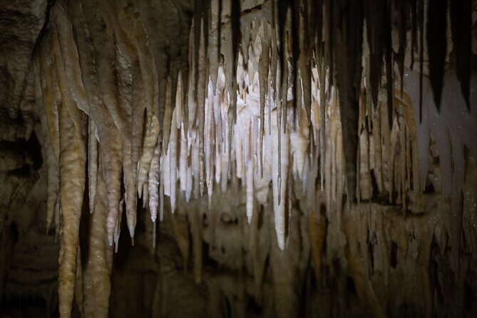 Auckland: Rotorua Mori Village, Waitomo Caves & Lunch - FAQs