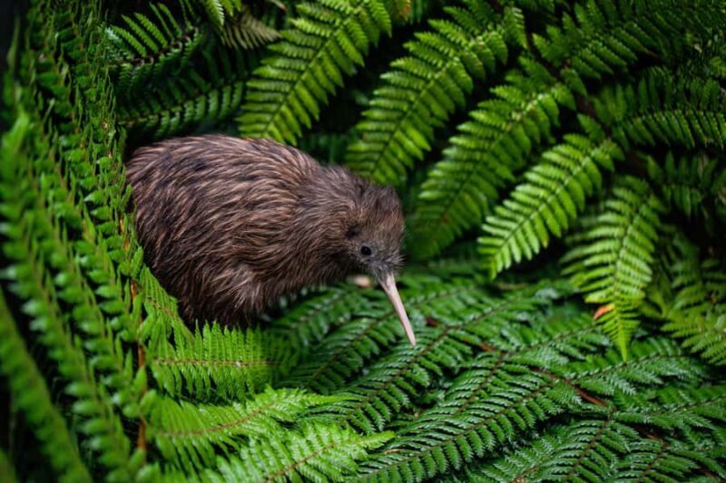 Auckland: Rotorua Wai-O-Tapu, Te Puia with Haka - Who Should Book This Tour?