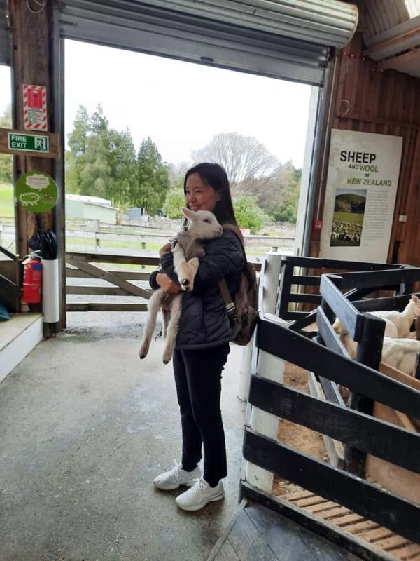 Auckland: Sheepworld, Honey Centre, & Kauri Trail Tour - Relaxed Return and Overall Value