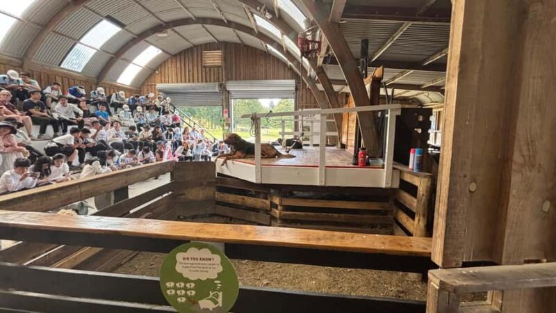 Auckland: Sheepworld, Honey Centre, & Kauri Trail Tour - Final Thoughts