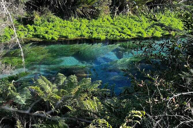 Auckland: TE PUIA Rotorua, Polynesian Spa & Blue Springs Day Tour - What’s Included and What To Consider