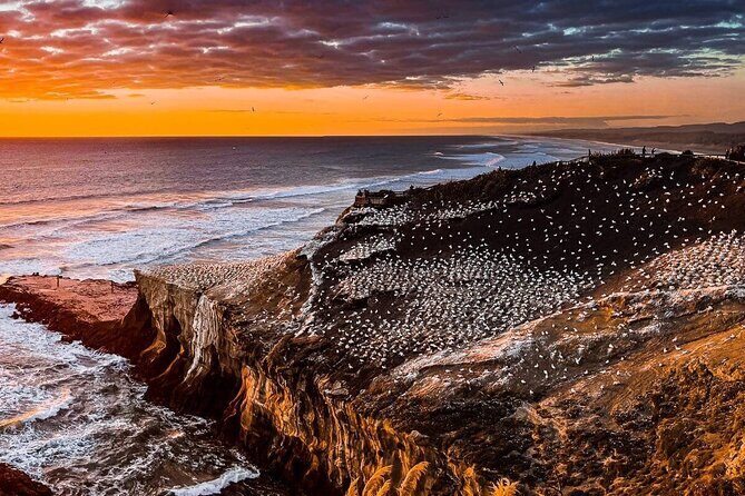 Auckland Thermal Pool and Muriwai Beach Sunset Day tour - Why This Tour Is Worth Considering