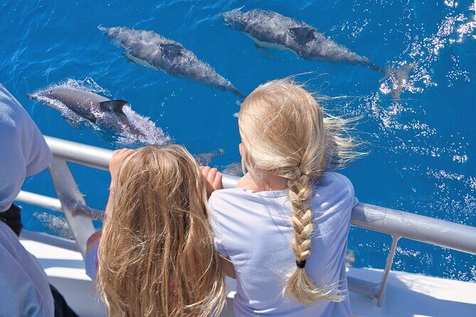 Auckland: Tikapa Moana Dolphin, Whale and Island Cruise - Key Points