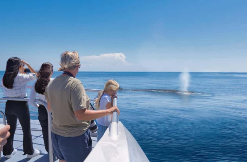 Auckland: Tikapa Moana Whales, Dolphins and Islands Cruise - Key Points