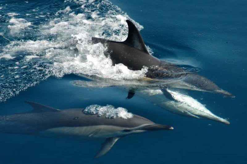 Auckland: Tikapa Moana Whales, Dolphins and Islands Cruise - Practical Details and Cost-Effectiveness