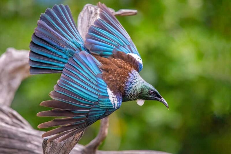 Auckland: Tiritiri Matangi Island Ferry - Key Points