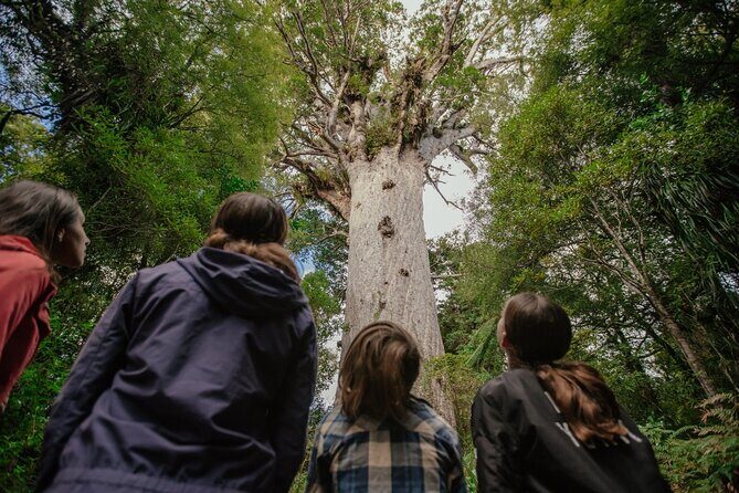 Auckland to Paihia via West Coast Small Group Tour (One Way) - An In-Depth Look at the Itinerary