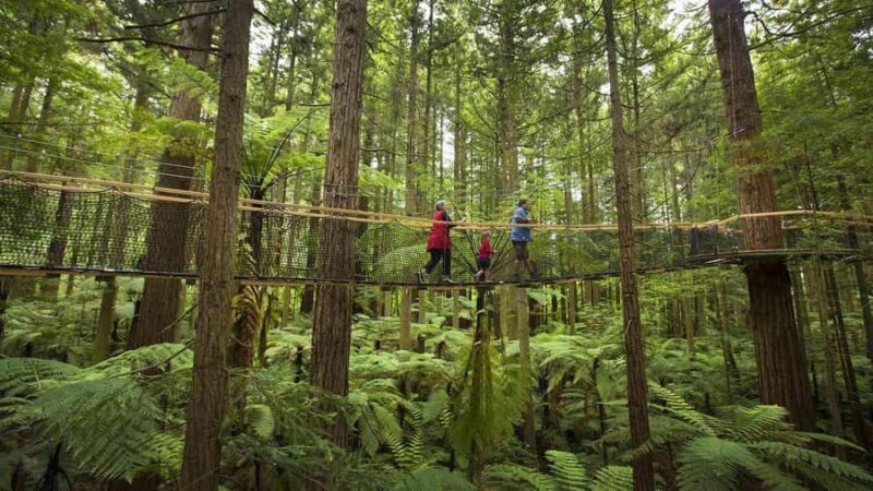 Auckland: Wai Ariki Hot Springs & Rotorua Redwoods Tour - Who Will Love This Tour?
