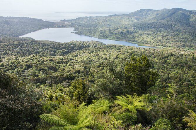 Auckland West Coast Half-Day Private Tour - The Transportation and Practical Aspects