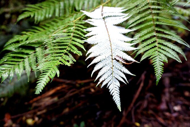 Auckland West Coast Half-Day Private Tour - Final Thoughts