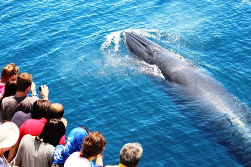Auckland: Whale and Dolphin Watching Half-Day Eco Cruise - A Thorough Look at the Experience