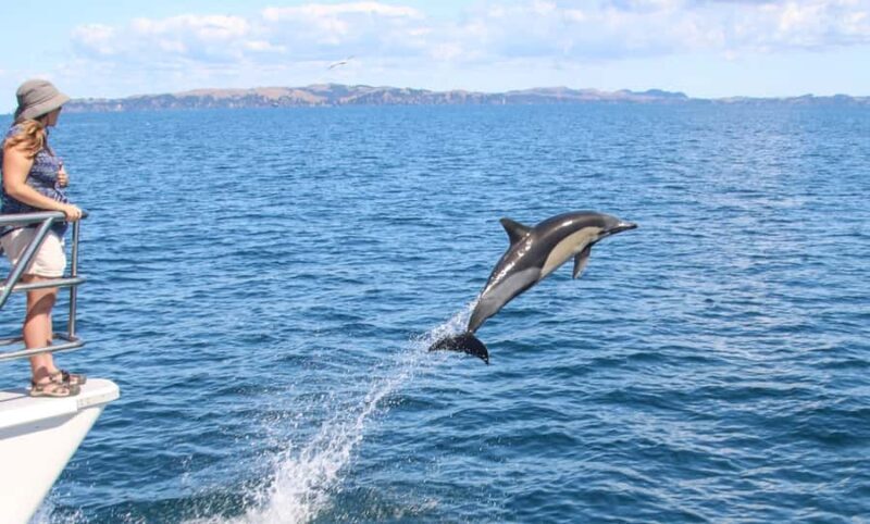 Auckland: Whale and Dolphin Watching Half-Day Eco Cruise - Practical Details & Tips