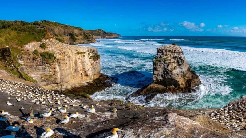 Auckland: Wild West Coast, Black Sand Beaches Tour inc Lunch - Key Points