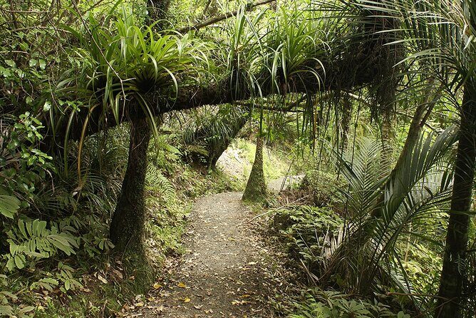Auckland's Wild West Coast & Black Sand Beaches Tour inc Lunch - FAQ