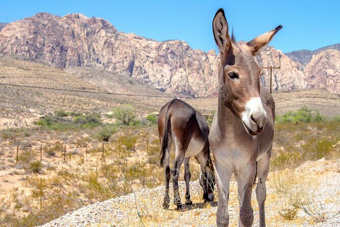Audio Driving Tour: Grand Canyon West, Hoover Dam Red Rock Canyon - FAQ