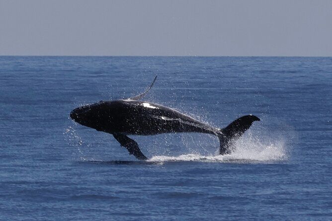 Augusta Whale Watching Eco Tour - An In-Depth Look at the Augusta Whale Watching Eco Tour