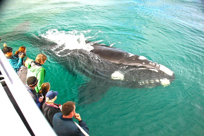Augusta Whale Watching Eco Tour - Final Thoughts