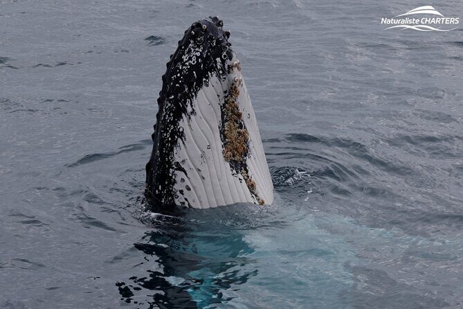 Augusta Whale Watching Eco Tour - FAQs