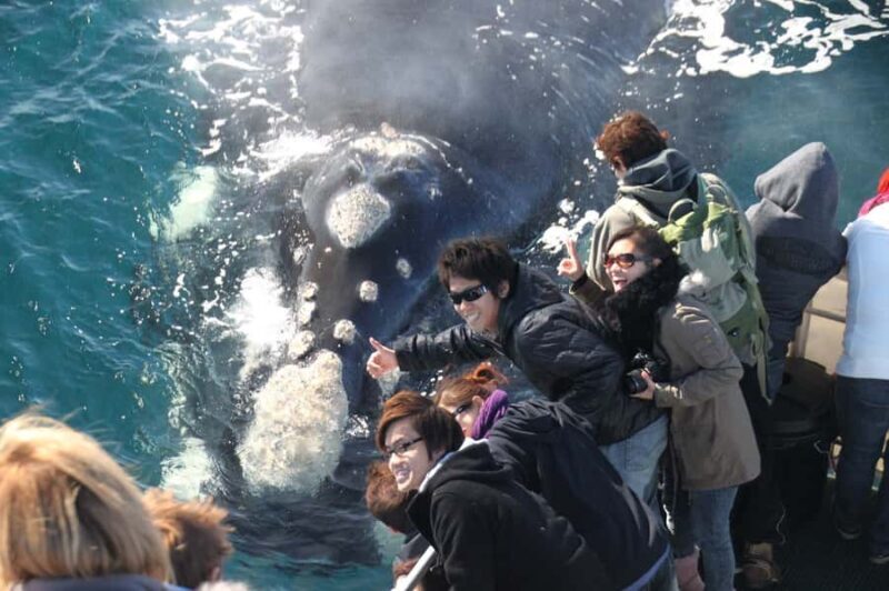 Augusta: Whale Watching Tour - Key Points