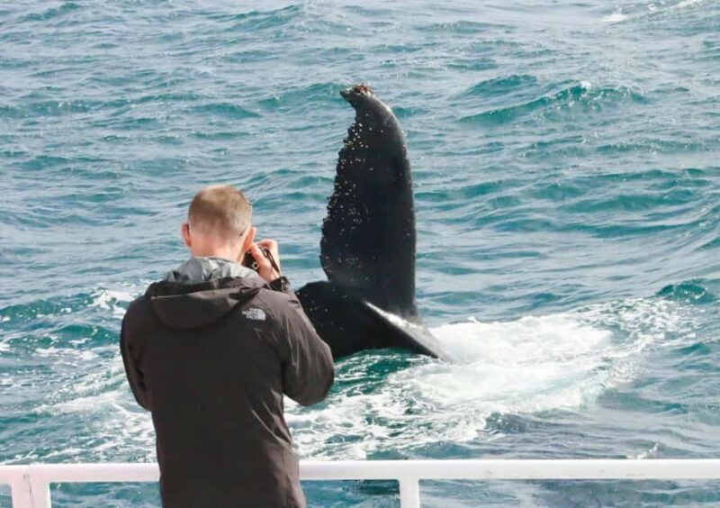 Augusta: Whale Watching Tour - An Overview of the Augusta Whale Watching Tour