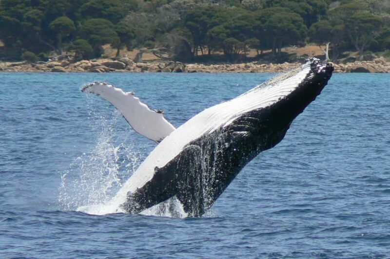Augusta: Whale Watching Tour - The Wildlife You’re Likely to See