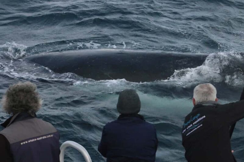 Augusta: Whale Watching Tour - Authentic Encounters: Reviews in Action