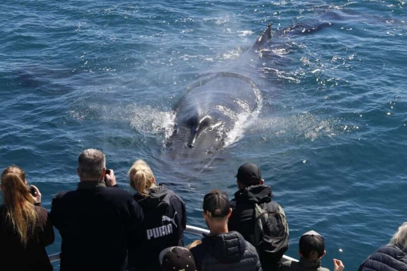 Augusta: Whale Watching Tour - The Sum Up