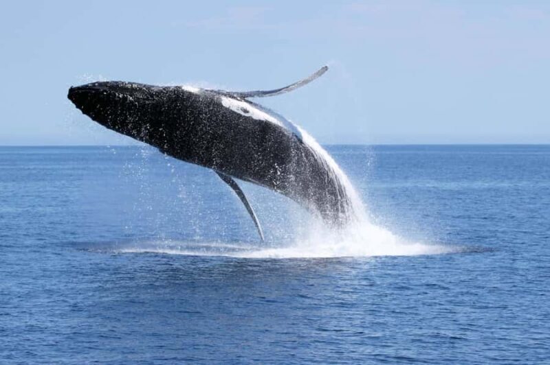 Augusta: Whale Watching Tour - FAQ
