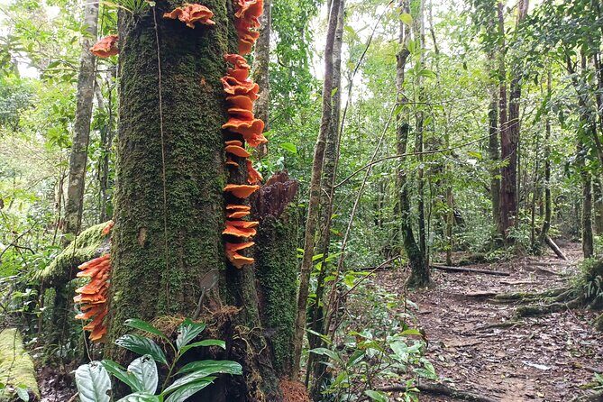 Aural Mountain Trek: Cambodia Tallest Peak Challenge - Final Thoughts: Is It Worth It?